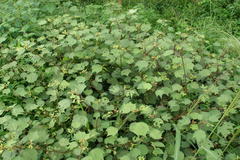 Triumfetta rhomboidea